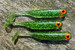Guma spinningowa Great Fish GF1