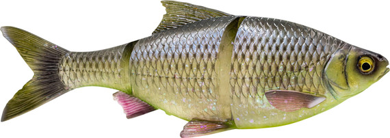 Guma Savage Gear 3D Line True Roach
