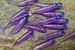 Guma spinningowa Great Fish GF1